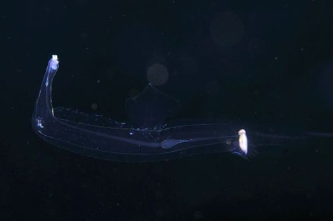 刺激的な水中生物