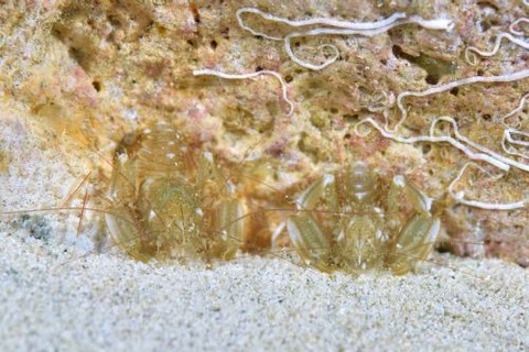 サンゴヒメエビ