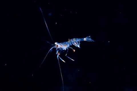 刺激的な水中生物