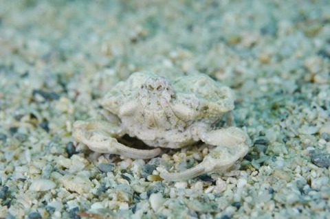 コブシガニ科の1種