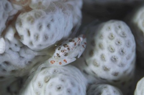 トサカガザミ属の1種