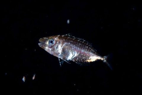 刺激的な水中生物