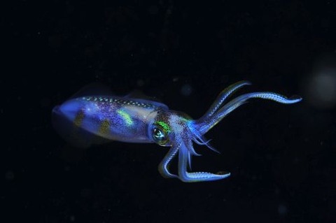 刺激的な水中生物