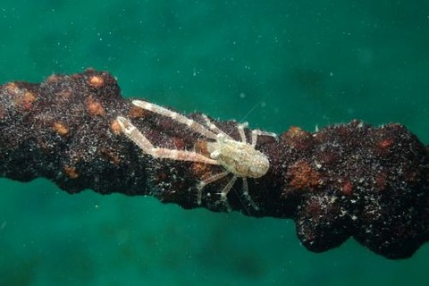 コシオリエビ科の1種