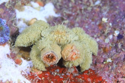 ケブカキンチャクガニ