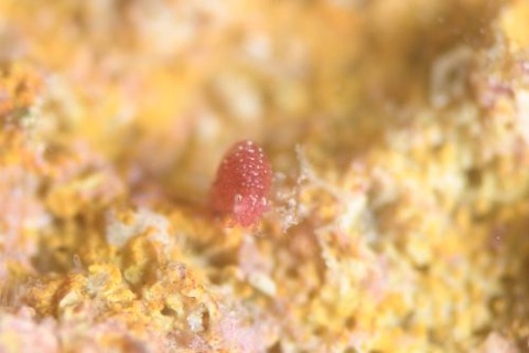 ヨコエビのなかま