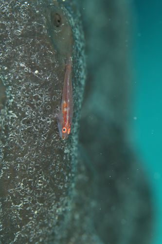 セボシウミタケハゼ