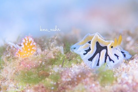 ユキヤマウミウシ