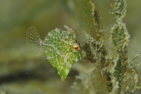 セダカカワハギ