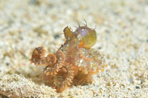 カクレダコのなかま