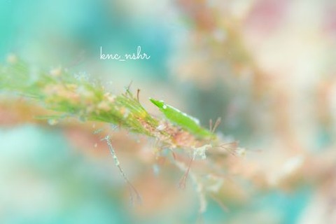 ヒラツノモエビ