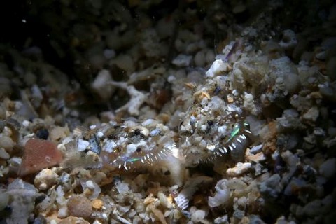 ヒゲモジャハゼ