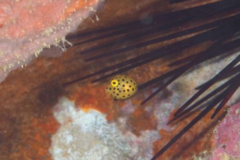 ミナミハコフグ