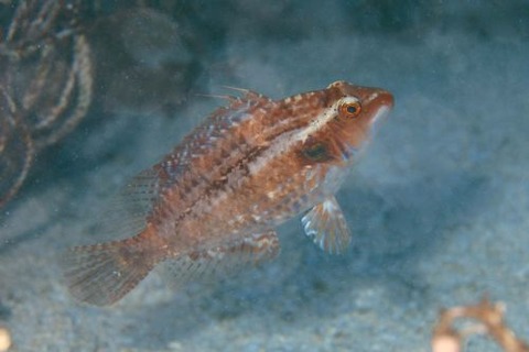 キツネオハグロベラ