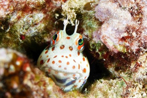 モンツキカエルウオ