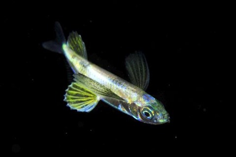 刺激的な水中生物