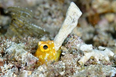 ホシカゲアゴアマダイ