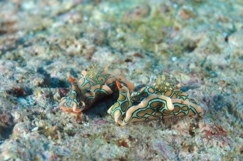 トウモンウミコチョウ