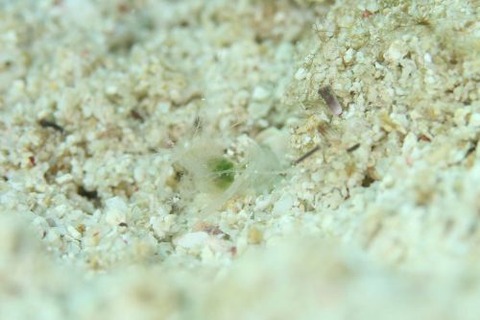 ミクロプロステマ・プルミコールネ