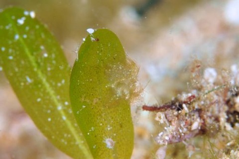 フィコカリス・シムランス