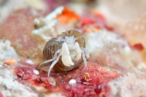 シラカワヤドカリ