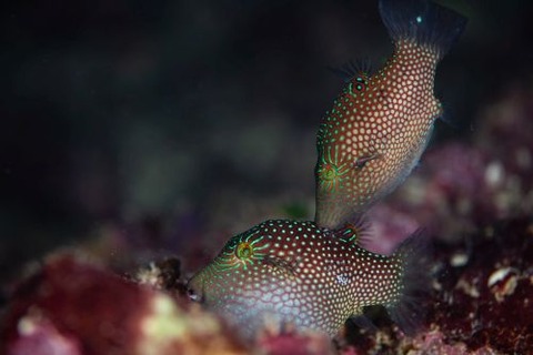 シボリキンチャクフグ