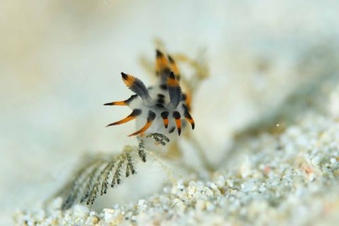 フジタウミウシ科の1種