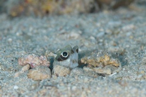 メガネアゴアマダイ