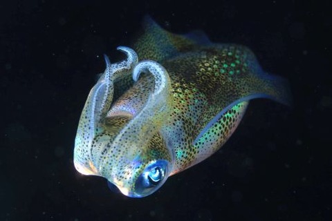 刺激的な水中生物