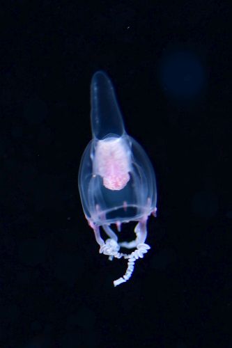 刺激的な水中生物