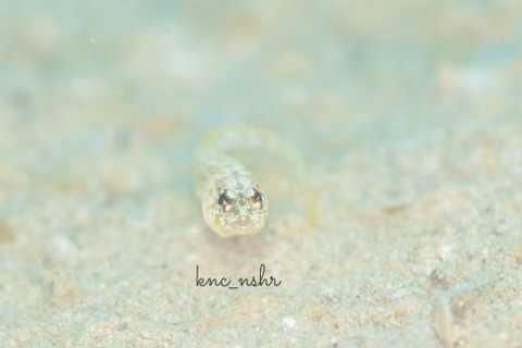 アゴアマダイ科の1種