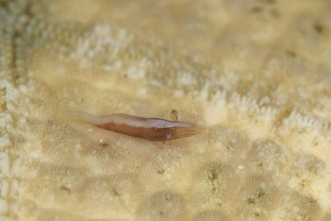 ヒトデヤドリエビ