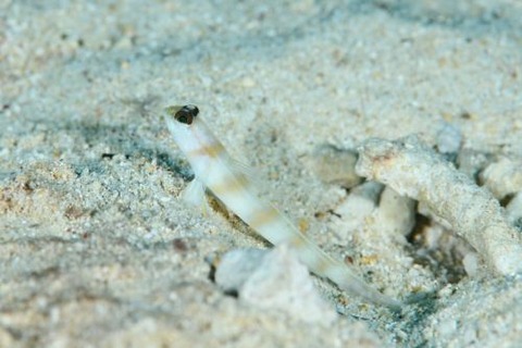 ダテハゼ属の1種