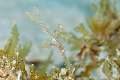 ホソフウライウオ