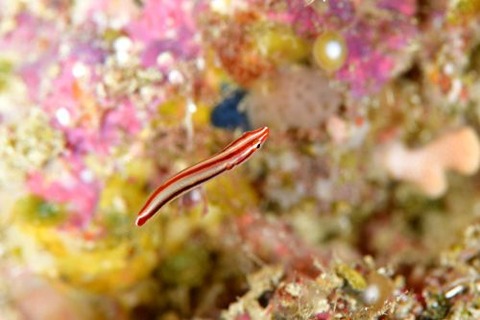 アカスジウバウオ