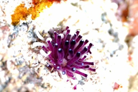 コモリミノウミウシ