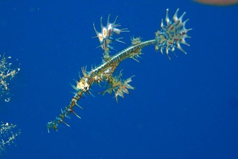 ニシキフウライウオ