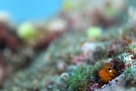 ハダカコケギンポ