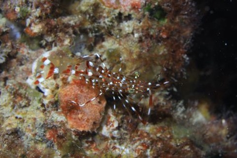 ベンテンコモンエビ