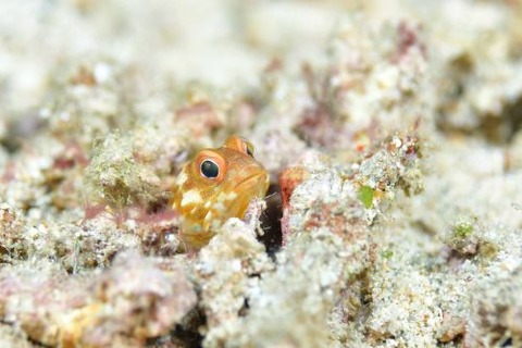 ホシカゲアゴアマダイ