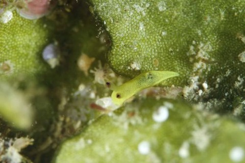 コミドリリュウグウウミウシ