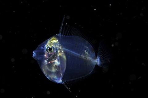 刺激的な水中生物