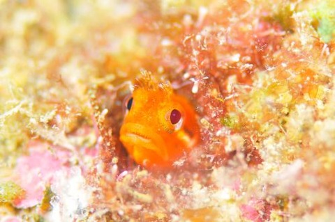 ハダカコケギンポ