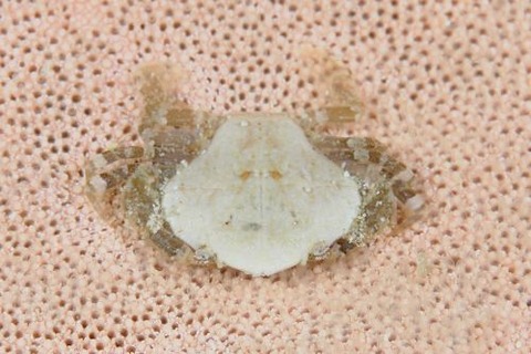 トガリマルガザミ