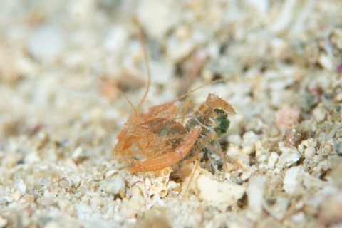 サンゴヒメエビ