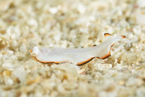 サザナミウシノシタ