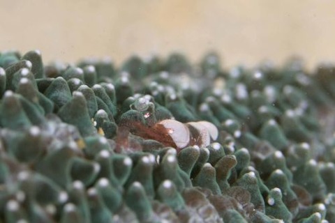 ハモポントニア・フンジコーラ