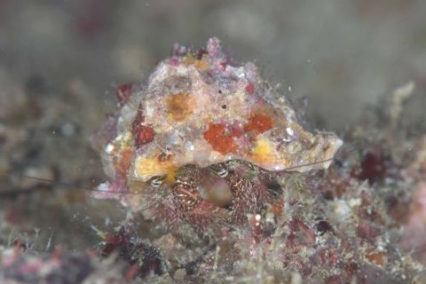 アミメオニヤドカリ