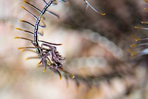 トゲコマチガニ