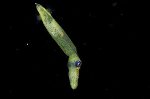 刺激的な水中生物